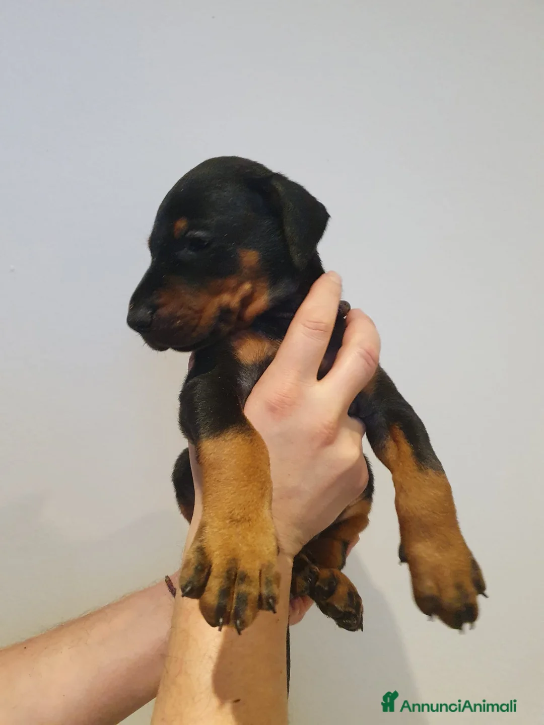 Dobermann cani in vendita: Cuccioli di Dobermann - Annuncio 8