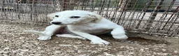 Setter Inglese cani in regalo: BIANCA MIX SETTERINA DOLCISSIMA a Città metropolitana di Roma Capitale - Annuncio 2