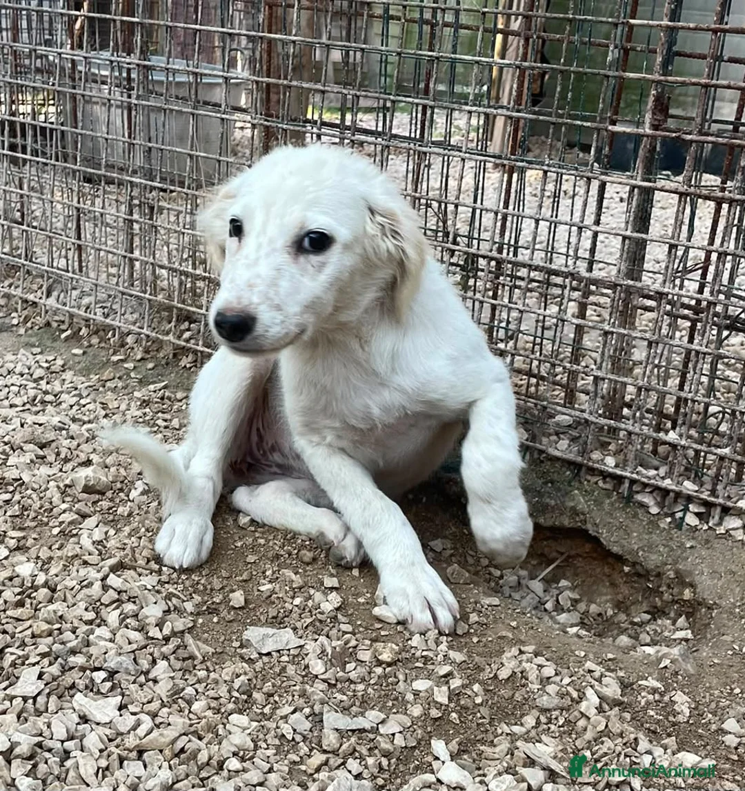 Setter Inglese cani in regalo: BIANCA MIX SETTERINA DOLCISSIMA a Città metropolitana di Roma Capitale - Annuncio 2