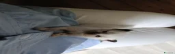 Sacro di Birmania gatti in vendita: Cuccioli Sacro di Birmania disponibili  - Annuncio 3