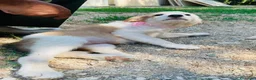Altre razze cani in regalo: Tenerissimi cuccioli s. Maremmani - Annuncio 6