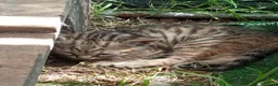 Meticcio gatti in regalo: Gattini per amare coccolare - Annuncio 6
