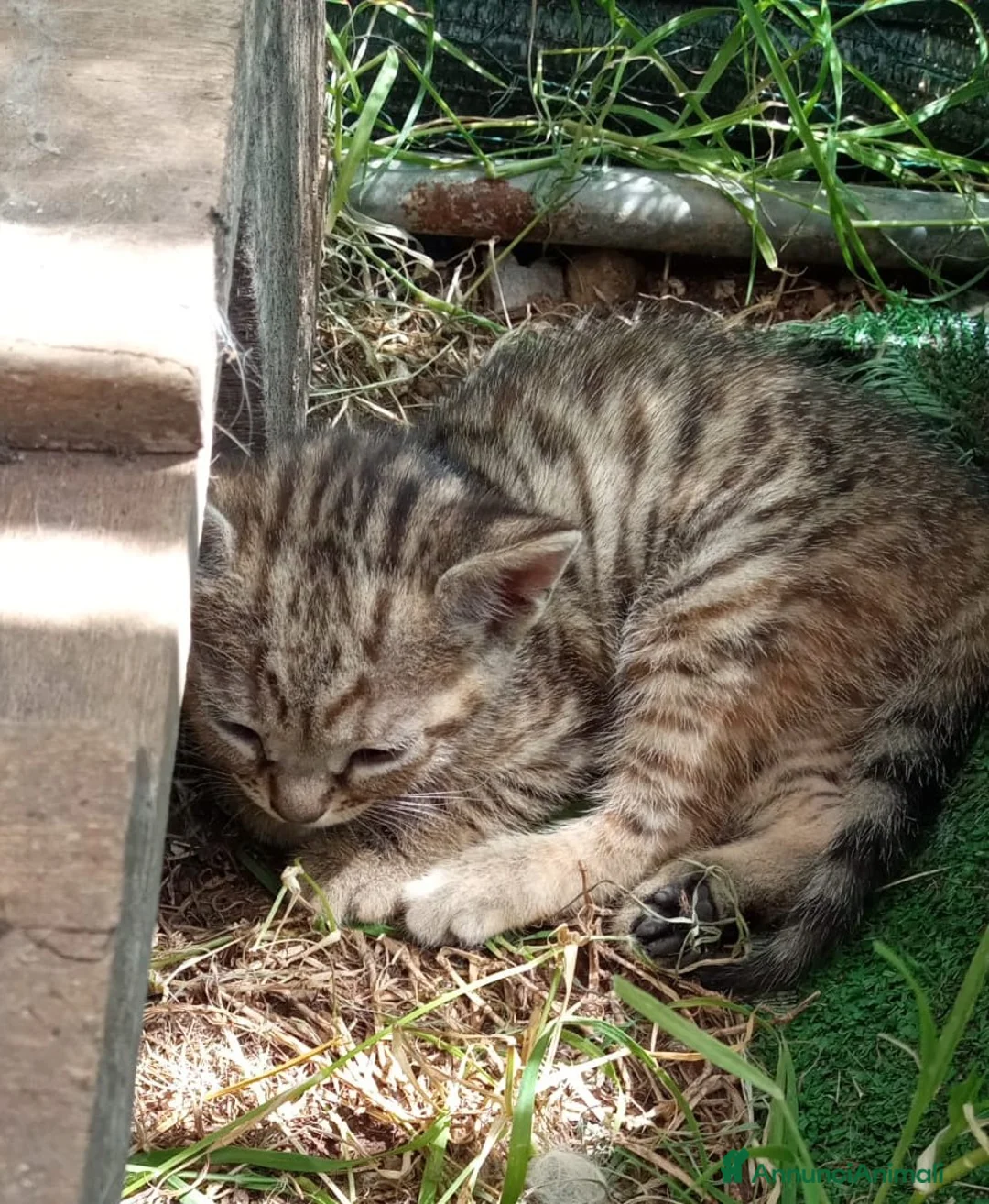 Meticcio gatti in regalo: Gattini per amare coccolare - Annuncio 6