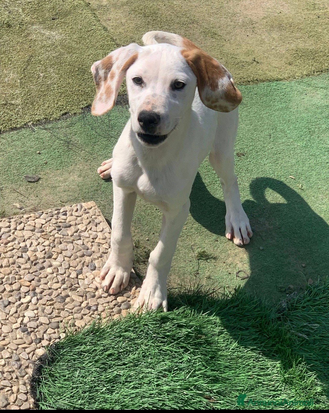 Meticcio cani Pluto bellissimo cucciolo a Lecco - Annuncio 7