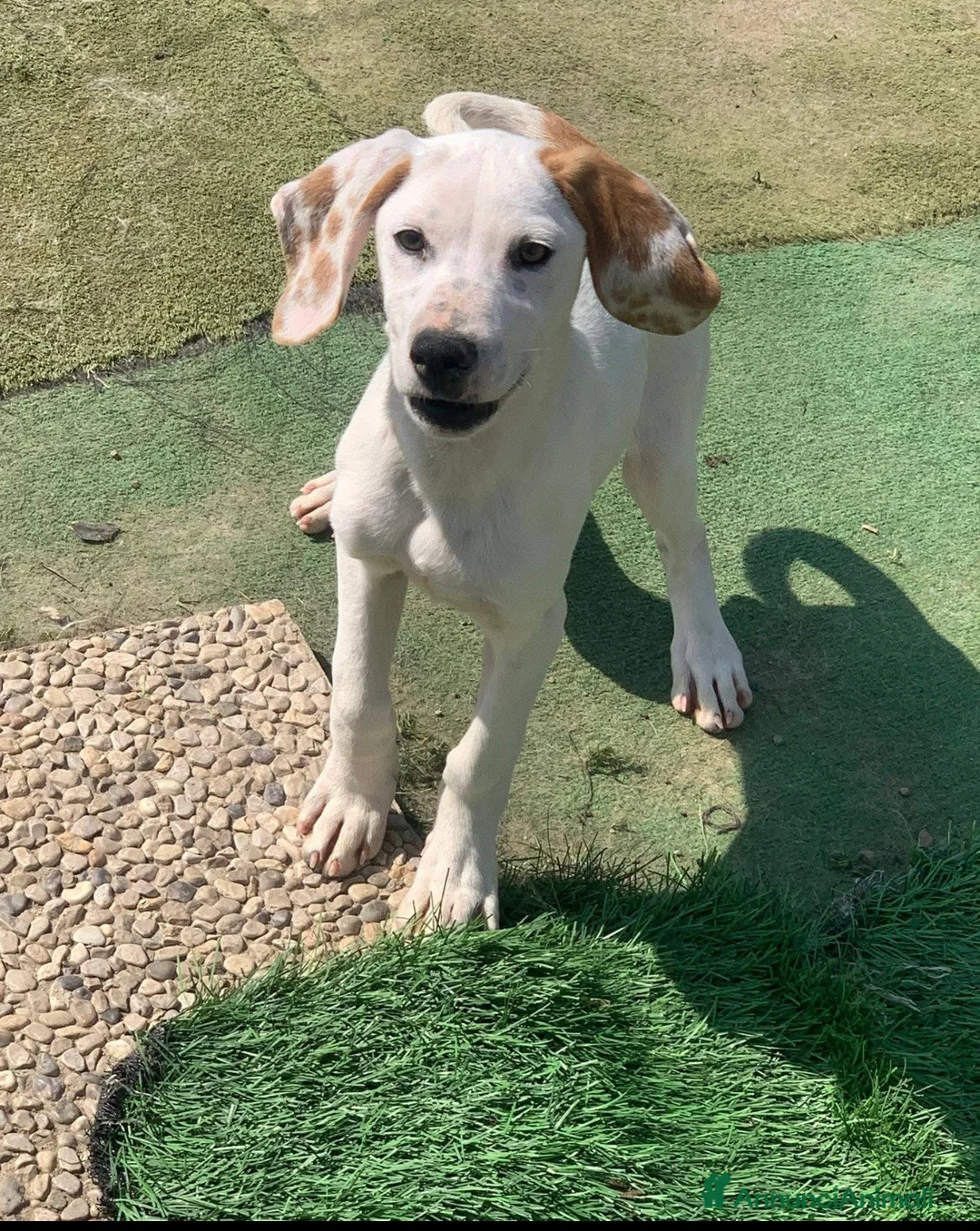 Meticcio cani in regalo: Pluto bellissimo cucciolo a Lecco - Annuncio 1