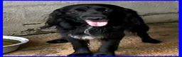 Meticcio cani in regalo: ROC nonnino disperato per l'abbandono a Città metropolitana di Milano - Annuncio 3