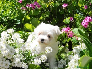 Maltese cani Maltese Disponibile trequartidiluna - Annuncio 13