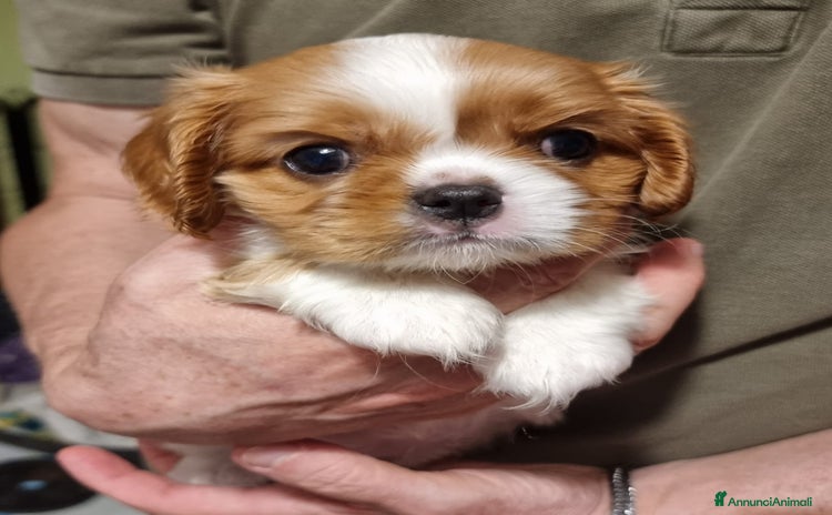 Cavalier King cani a Provincia di Bergamo - Annuncio 1