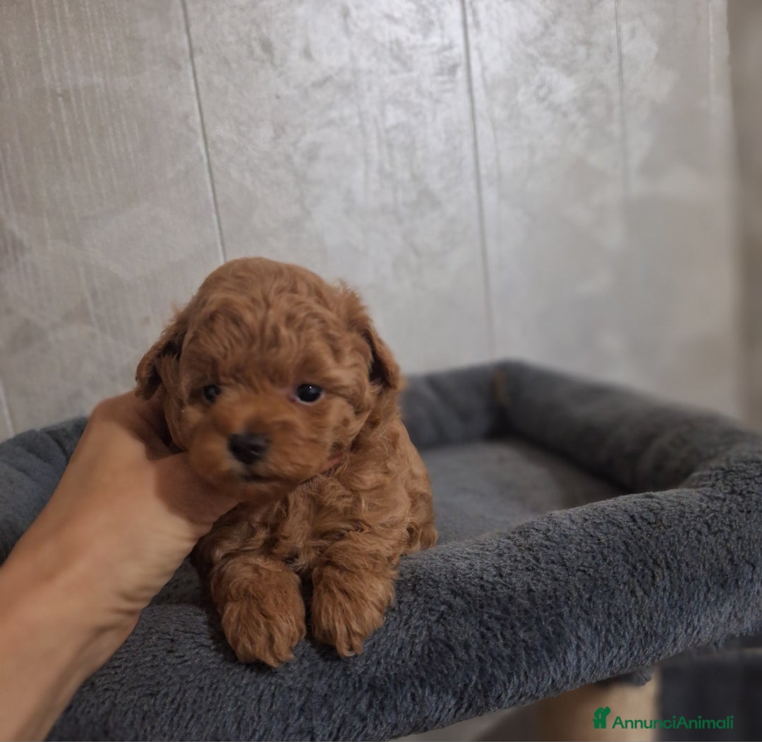 Barboncino cani in vendita: Cucciolata TOY RED con PEDIGREE ENCI + test - Annuncio 3