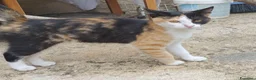Meticcio gatti in regalo: Due gattine piccole  a Provincia di Avellino - Annuncio 3