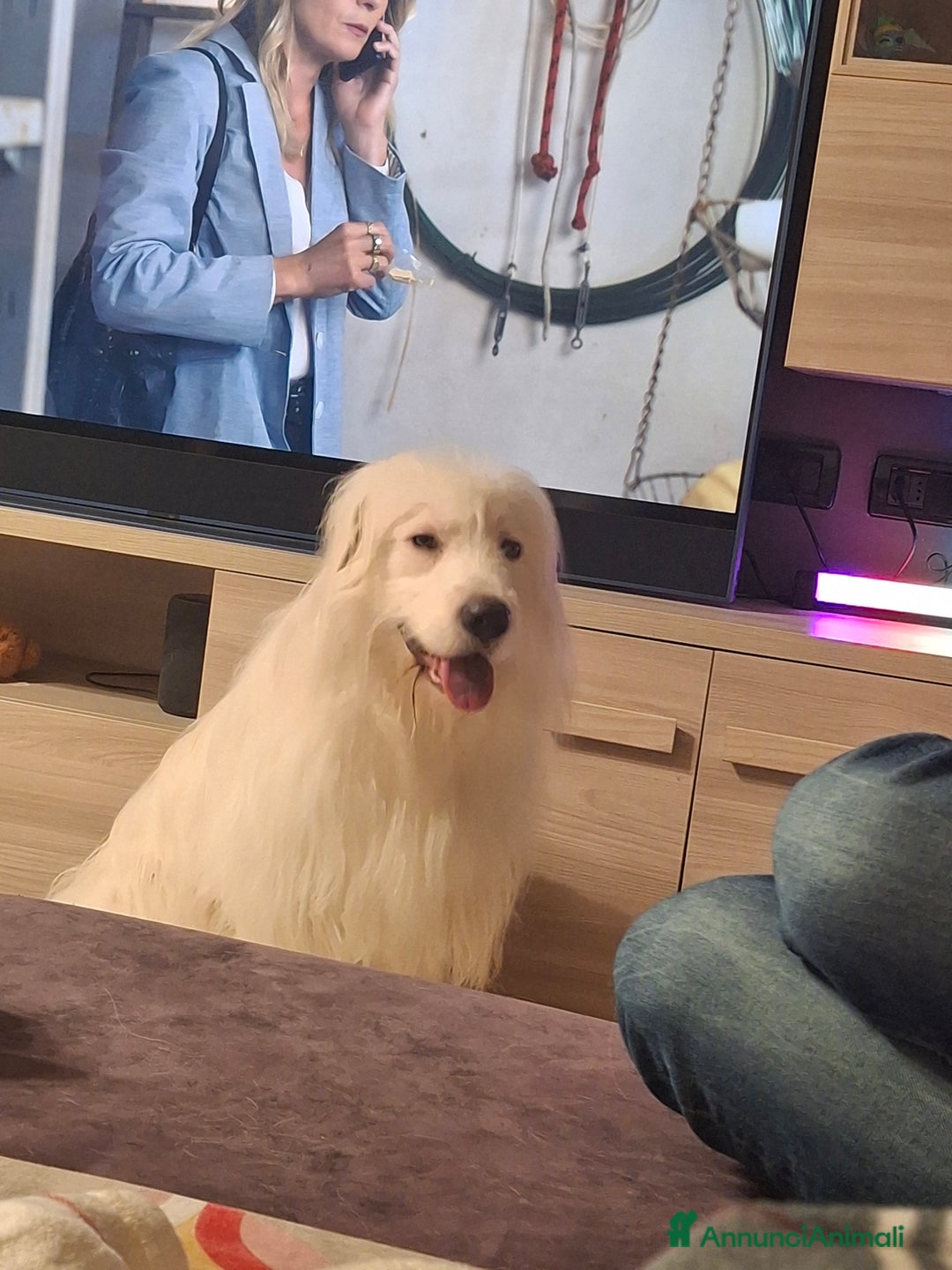 Altre razze cani in regalo: Noah cerca casa - Annuncio 3