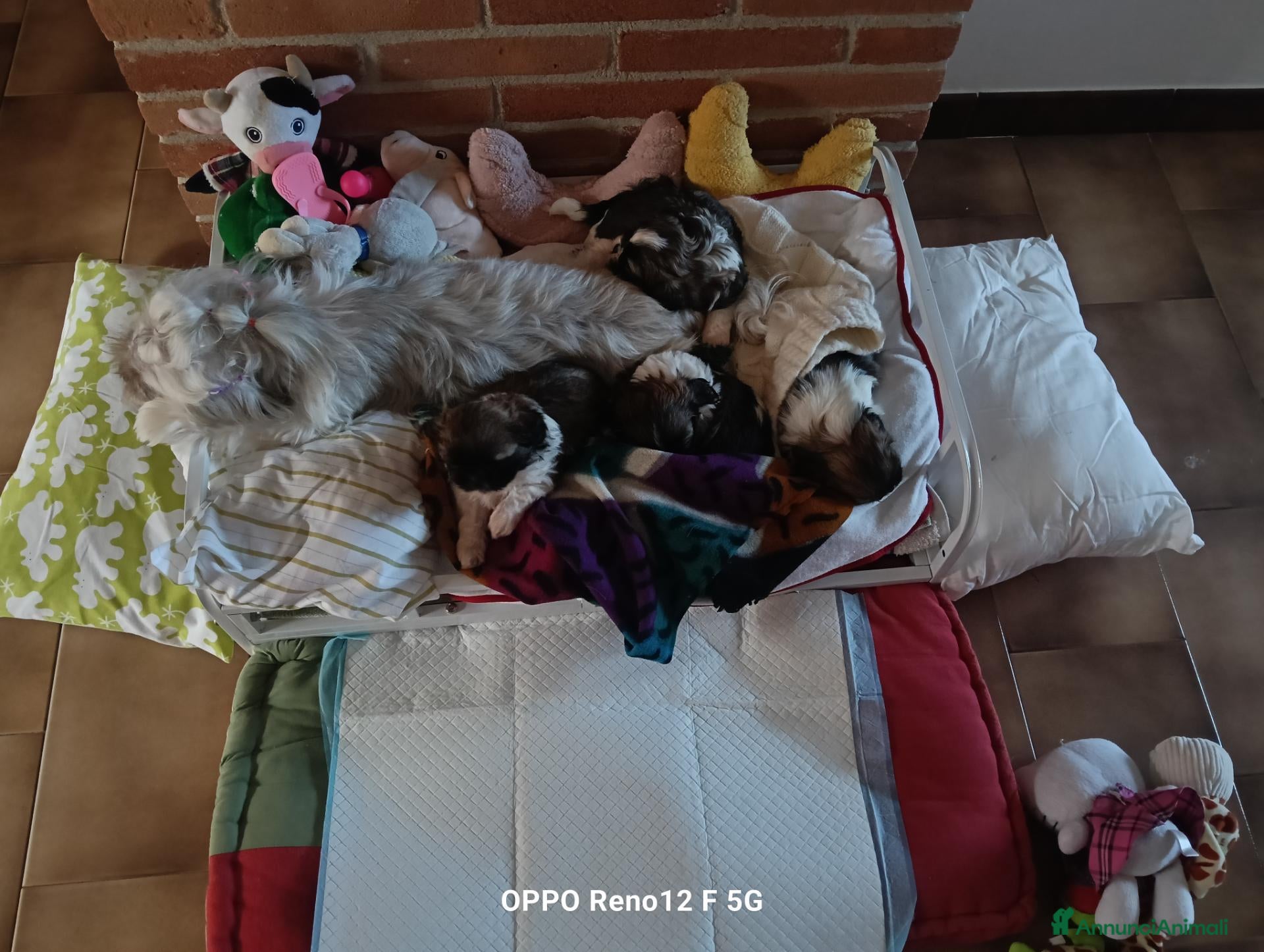 Shih Tzu cani in vendita: 3 belli maschietti di Shih tzu  - Annuncio 1