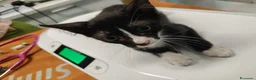 Meticcio gatti in regalo: 3 mesi, nata in casa, mamma FIV FELV negativa  - Annuncio 6