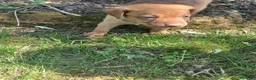 Meticcio cani in regalo: Regalo cuccioli meticci di taglia medio piccola a Provincia di Padova - Annuncio 7