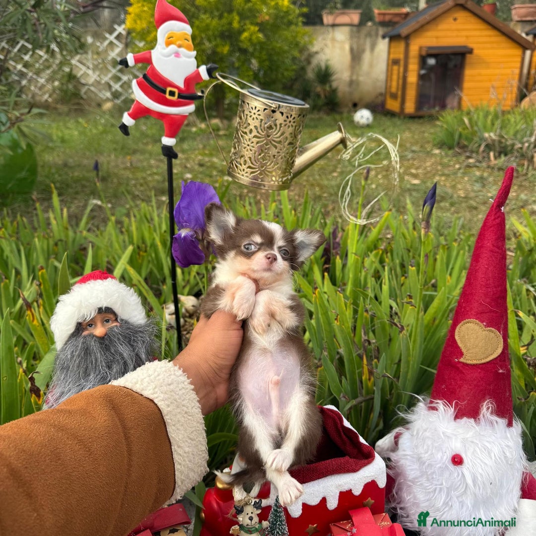 Chihuahua cani in vendita: maschietto chihuahua pelo lungo pedigree enci  - Annuncio 1