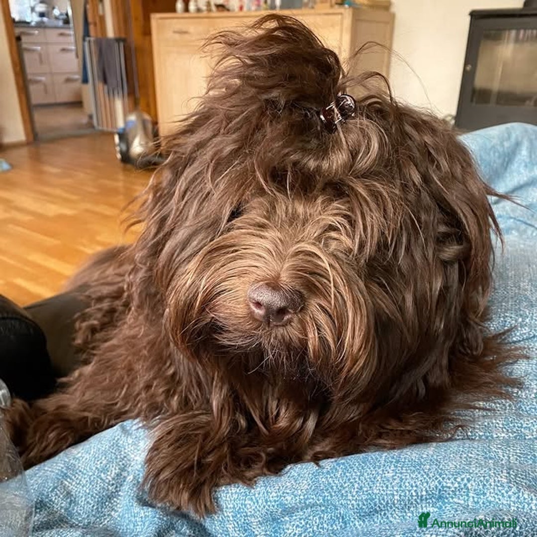 Volpino Italiano cani in vendita: Cuccioli piccola taglia cedo - Annuncio 6