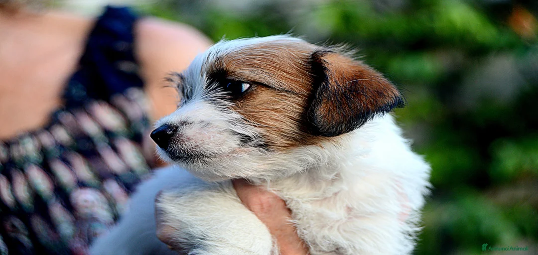 Immagine della galleria {{count}}