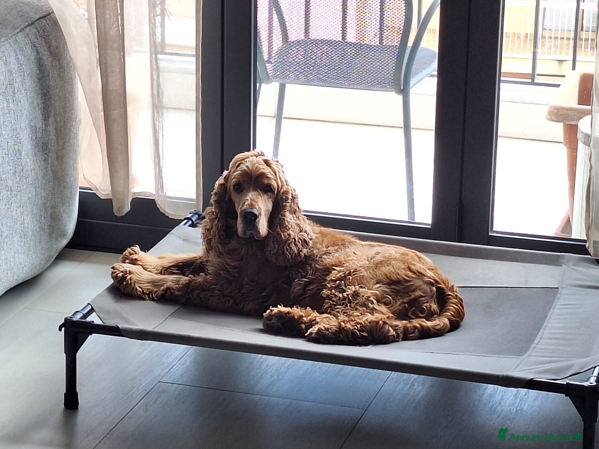 Cocker cani Tobi cerca casa 🐶❤️ - Annuncio 1