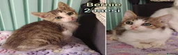 Altre razze gatti in regalo: GATTINI BISOGNOSI D'ADOZIONE  a Città Metropolitana di Bologna - Annuncio 8