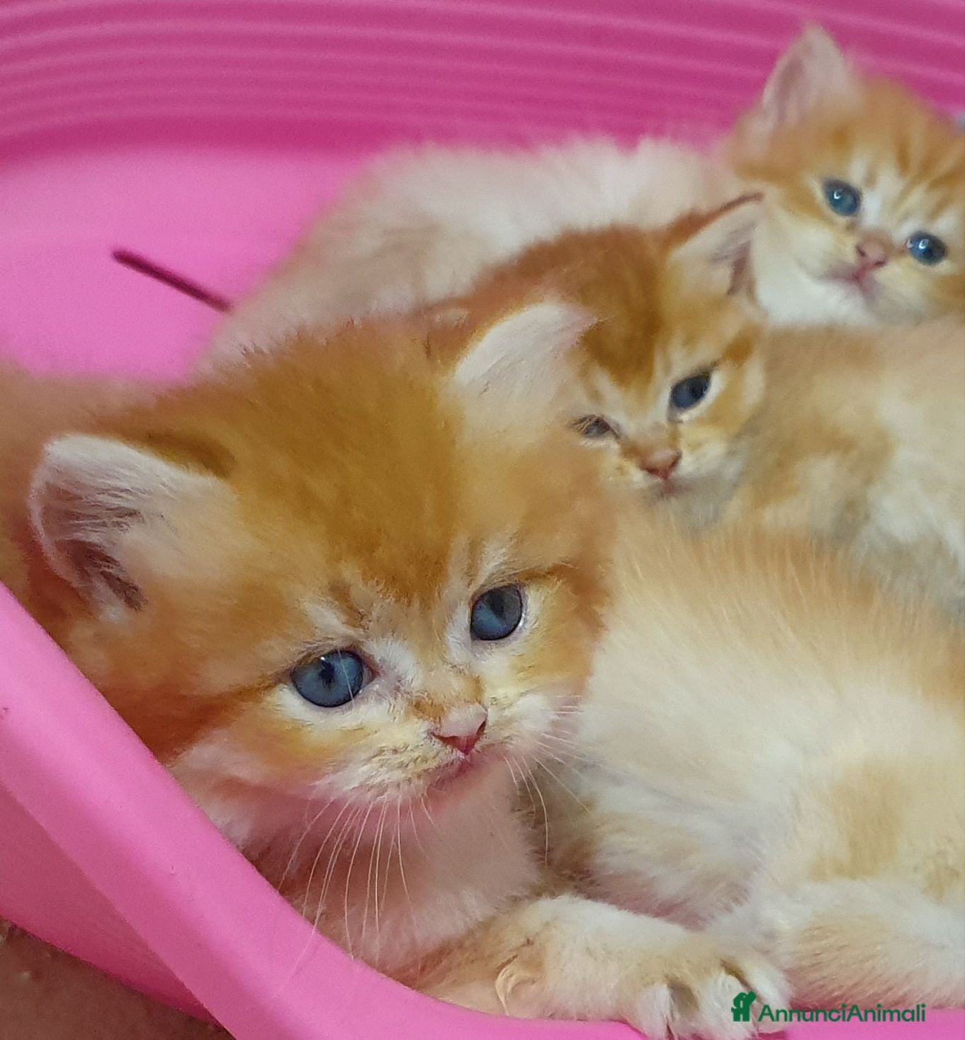 British gatti British Golden con pedigree  - Annuncio 2