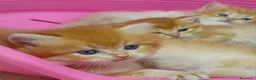 British gatti in vendita: British Golden con pedigree  - Annuncio 1