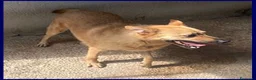 Meticcio cani in regalo: BOMBER  affettuoso simpaticone a Città metropolitana di Milano - Annuncio 3