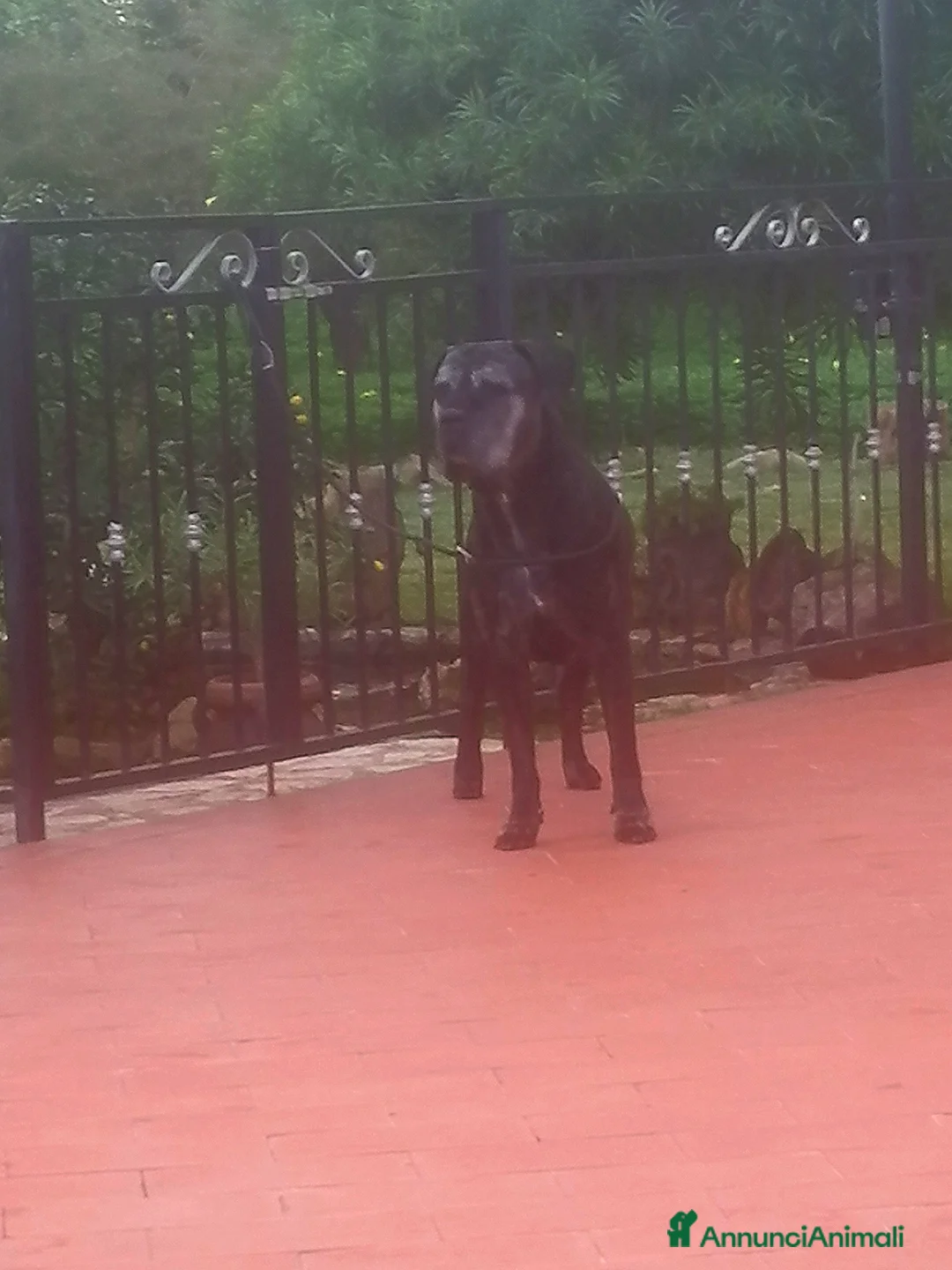 Cane Corso cani in vendita: Cuccioli Cane Corso  - Annuncio 7