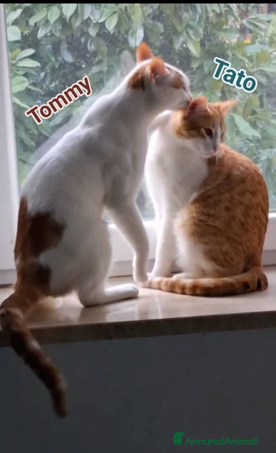 Europeo gatti Tato e tommy - Annuncio 1