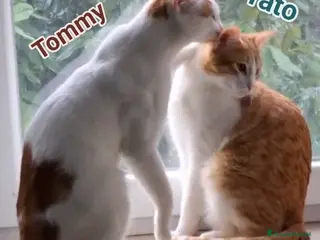 Europeo gatti Tato e tommy - Annuncio 41