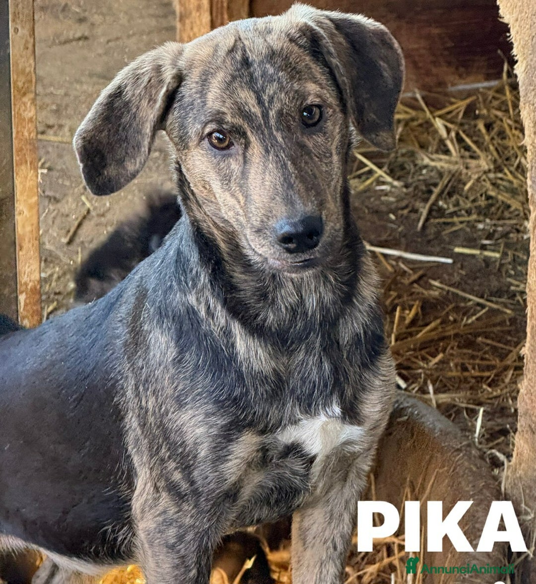 Meticcio cani in regalo: PIKA, cucciola dolce e timida rimasta sola. - Annuncio 5