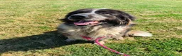 Pastore del Caucaso cani in regalo: Maestosa Alda - Annuncio 6