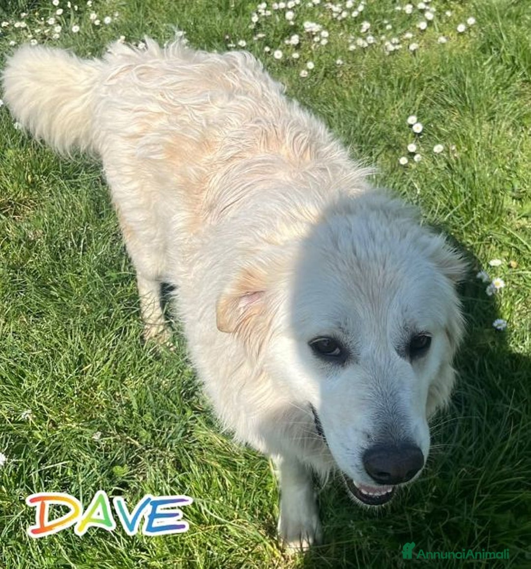 Meticcio cani in regalo: DAVE mite e buono - Annuncio 6