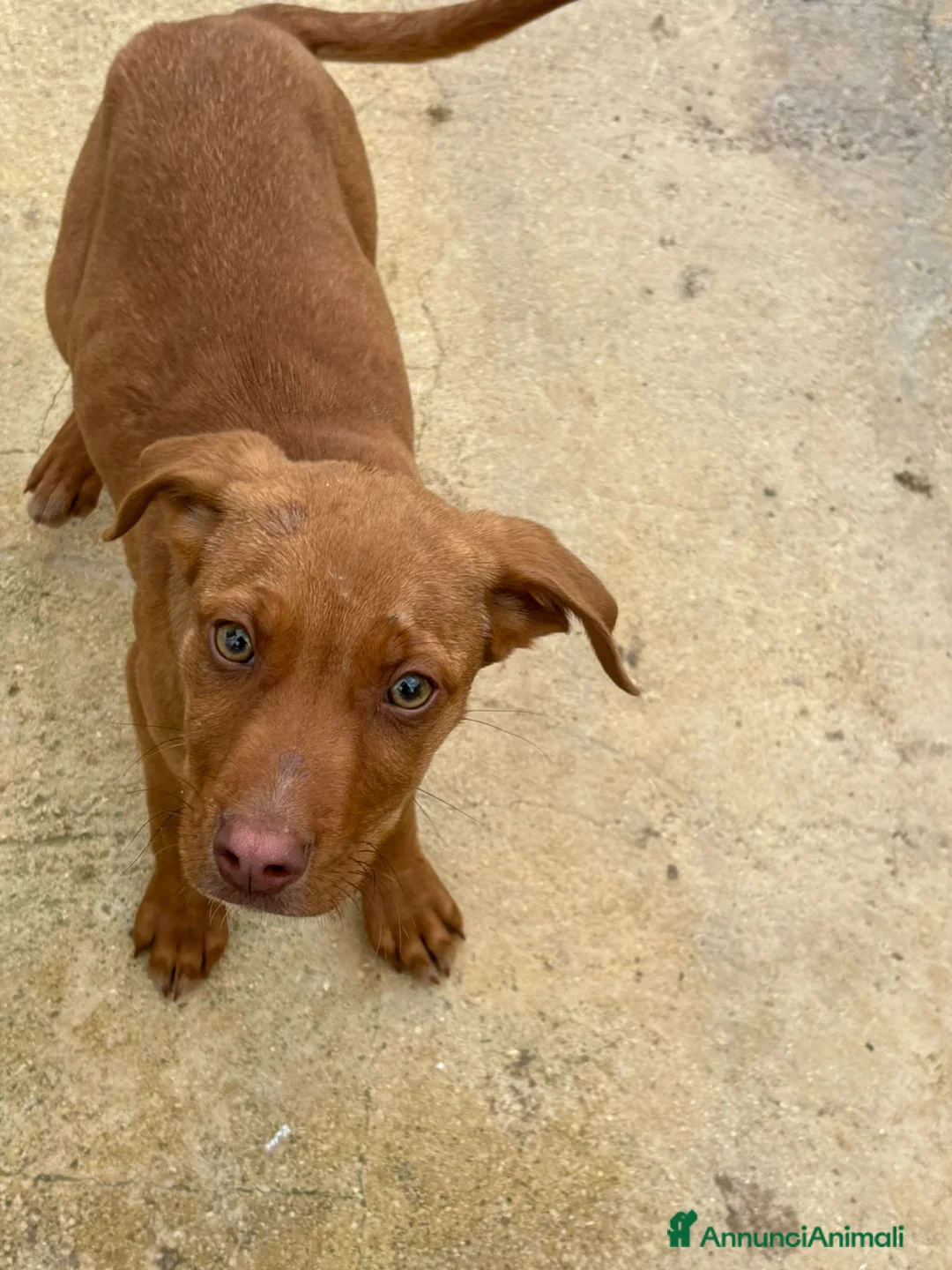 Meticcio cani in regalo: CHOCO, MOCHI E SPILLA, - Annuncio 2