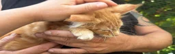 Maine Coon gatti in vendita: Bellissimo cucciolo di Maine coon, manto rosso - Annuncio 8