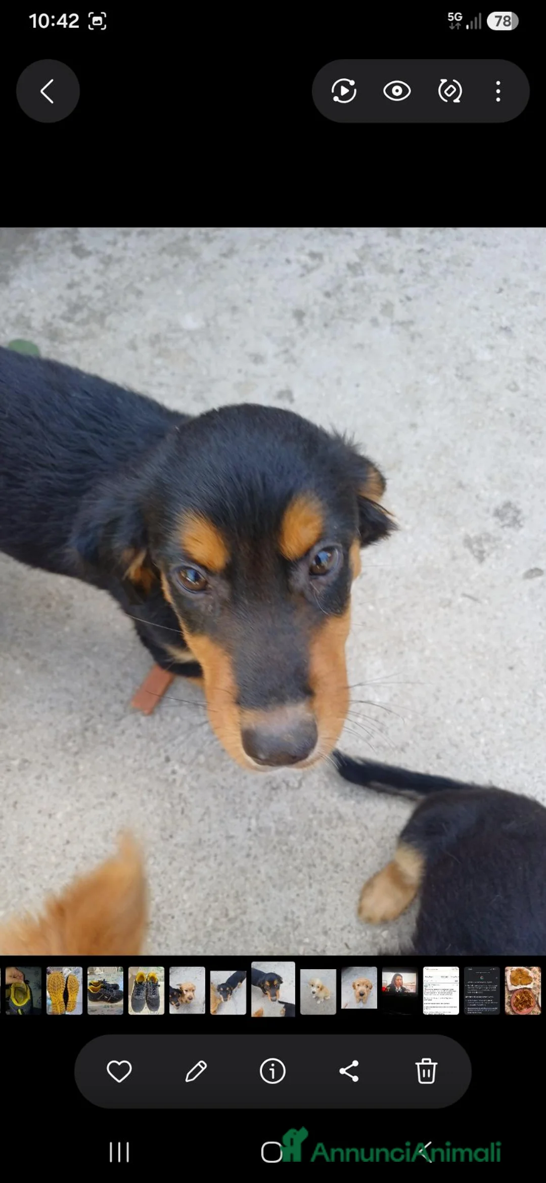 Meticcio cani in regalo: Regalo 3 cucciole femmine - Annuncio 5
