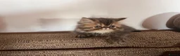 Persiano gatti in vendita: 🐾 Splendidi cuccioli di gatto Persiano 🐾 - Annuncio 3