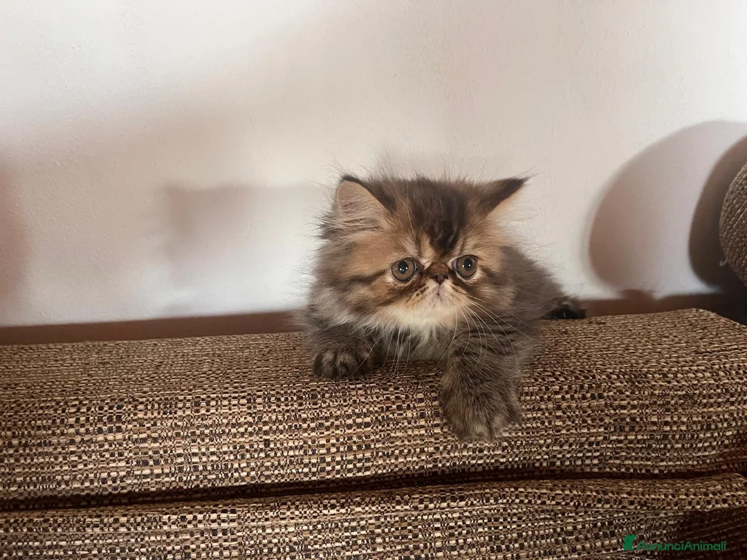 Persiano gatti in vendita: 🐾 Splendidi cuccioli di gatto Persiano 🐾 - Annuncio 3