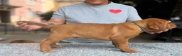 Dogue de Bordeaux cani in vendita: Dogue de Bordeaux  a Provincia del Verbano-Cusio-Ossola - Annuncio 4