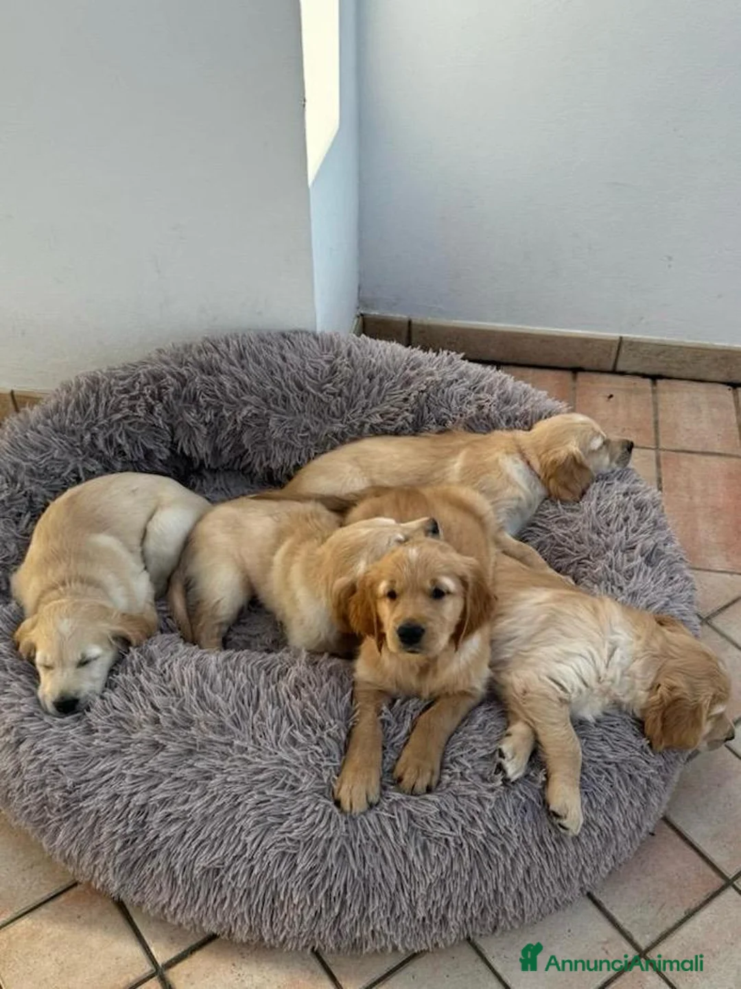 Golden Retriever cani in vendita: Cuccioli di Golden Retriever disponibili - Annuncio 3