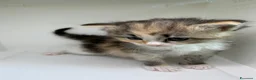 Siberiano gatti in vendita: Cuccioli di gatto siberiano  a Città metropolitana di Milano - Annuncio 5