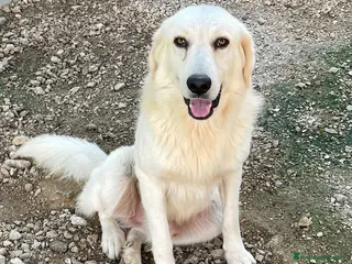 Meticcio cani DUE BELLISSIMI FRATELLINI - Annuncio 40