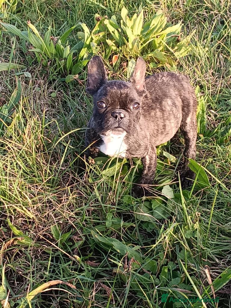 Bulldog Francese cani Bulldog francese  - Annuncio 2