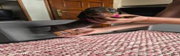 Bassotto cani in vendita: Bassotto tedesco kaninchen ENCI  - Annuncio 2