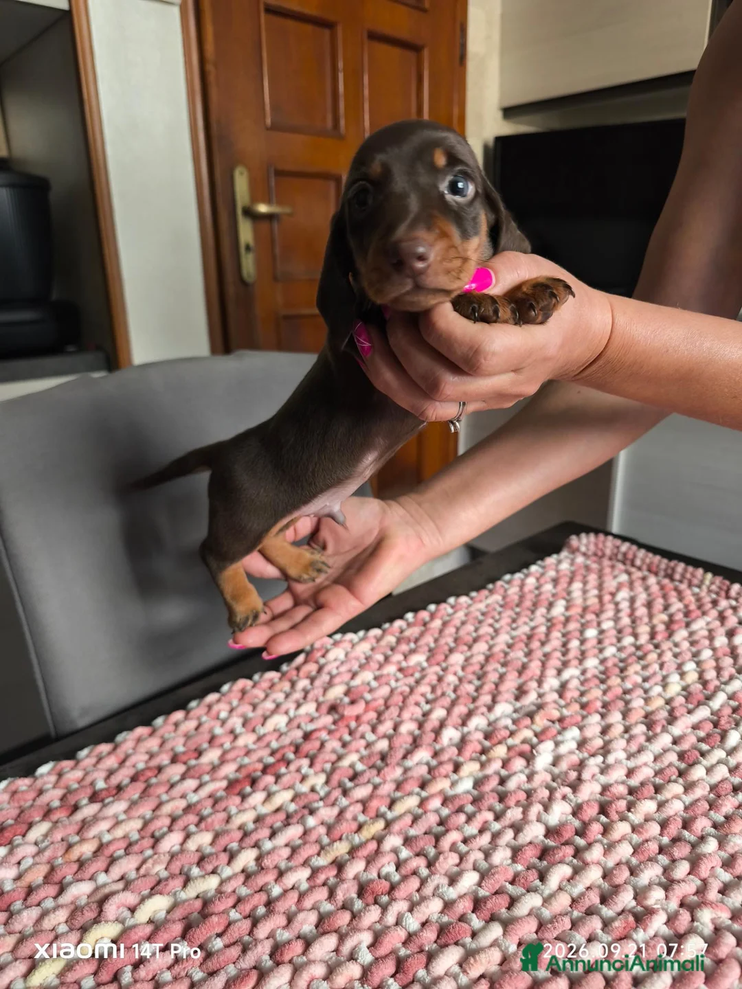 Bassotto cani in vendita: Bassotto tedesco kaninchen ENCI  - Annuncio 2