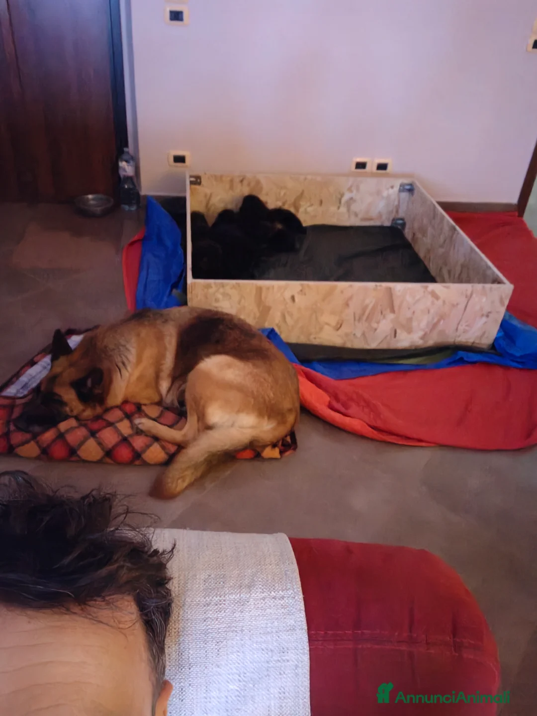Pastore Tedesco cani in vendita: Cuccioli di pastore tedesco  - Annuncio 6