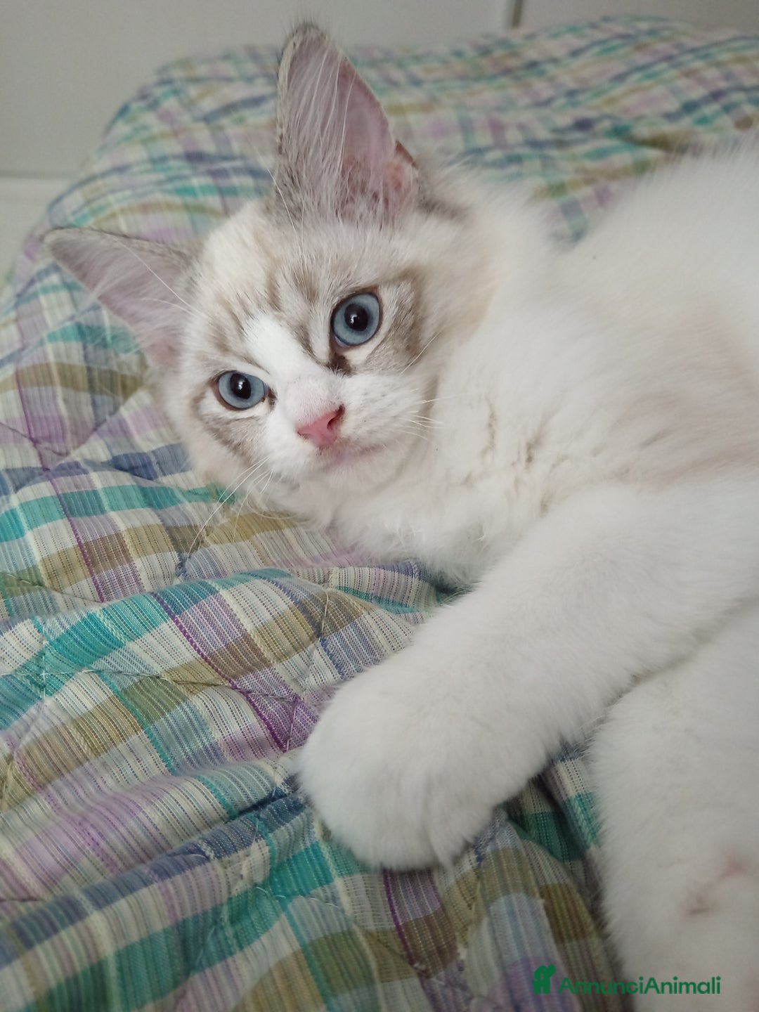 Ragdoll gatti in vendita: Ragdoll con Pedigree  - Annuncio 2
