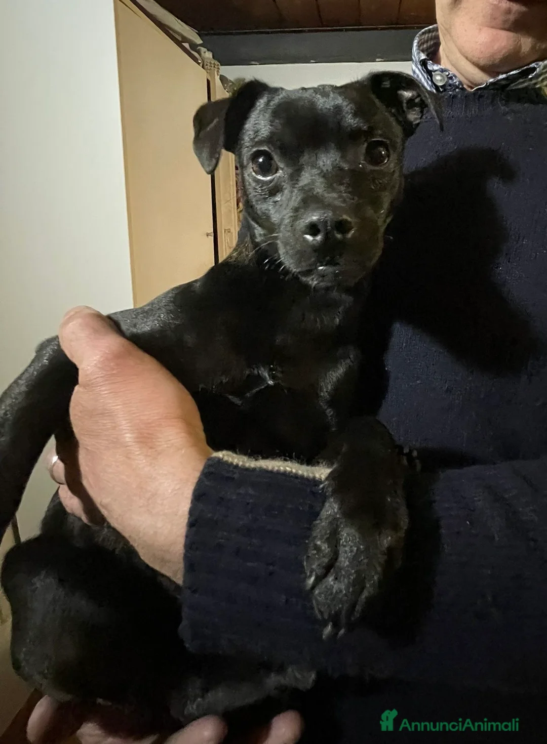 Meticcio cani in regalo: Cagnolino nero taglia piccola  - Annuncio 2