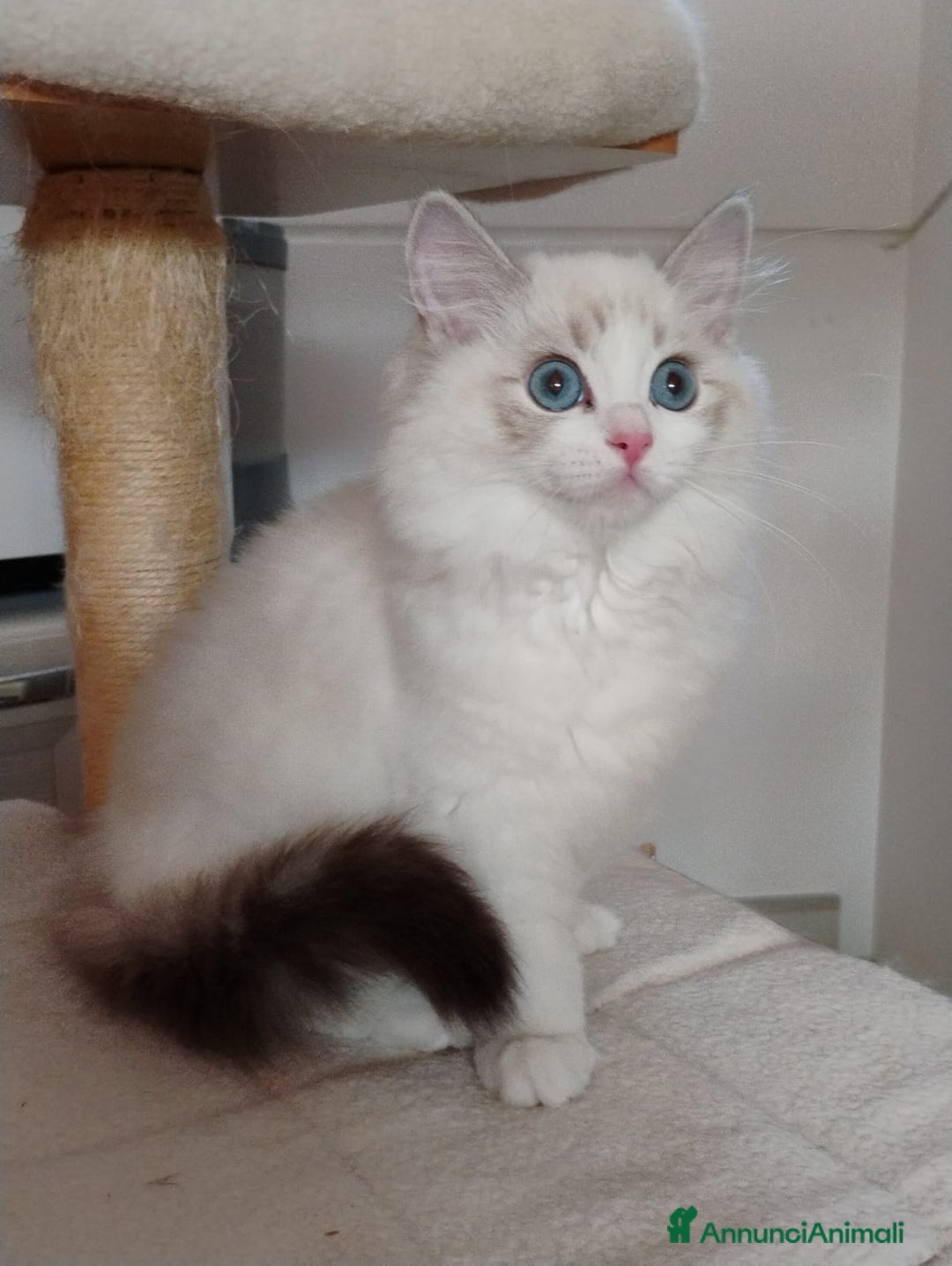 Ragdoll gatti in vendita: RAGDOLL cuccioli  - Annuncio 3