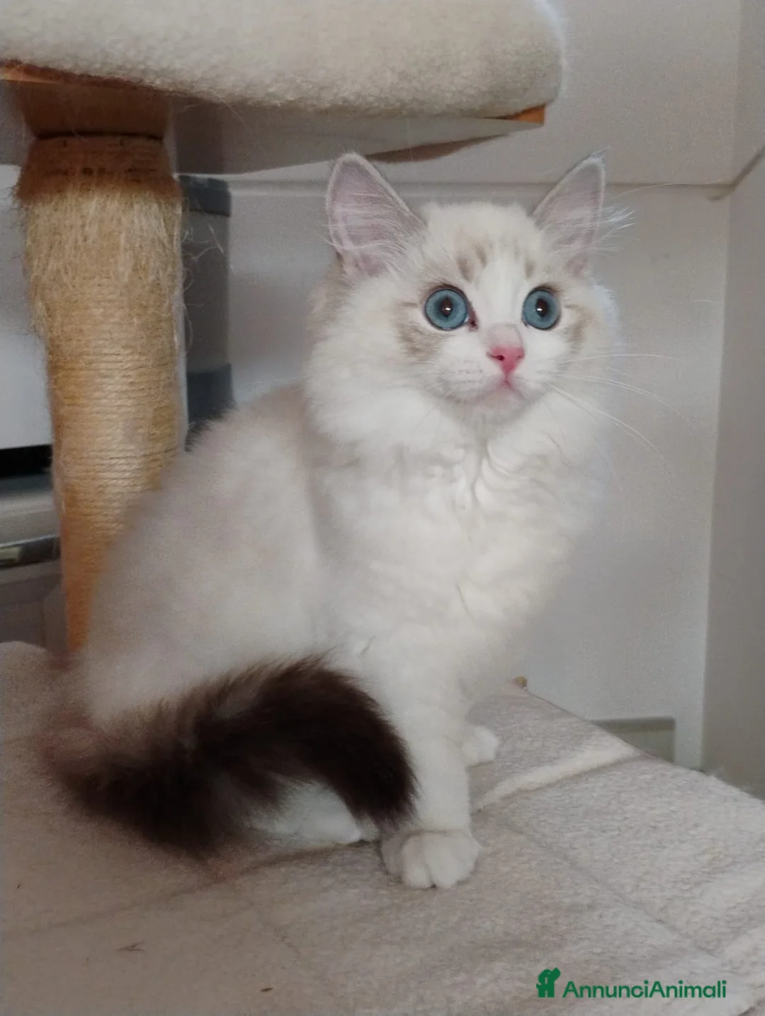 Ragdoll gatti in vendita: RAGDOLL cuccioli  - Annuncio 3