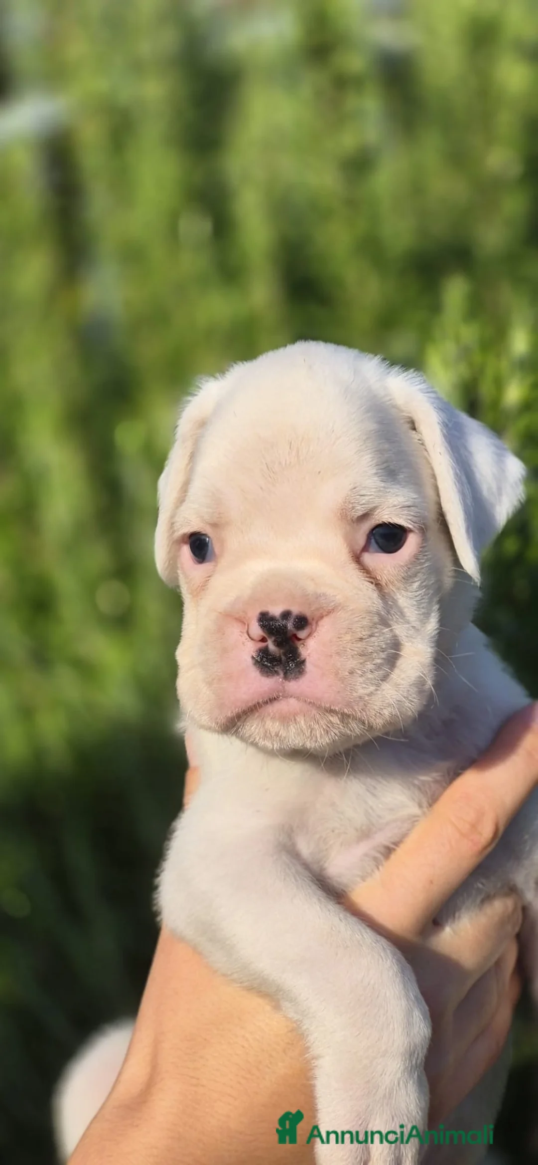 Boxer cani in vendita: Boxer  - Annuncio 2